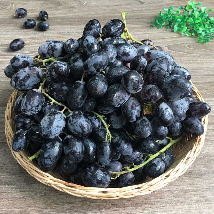 美国无籽黑提 进口水果 黑加仑 葡萄提子新鲜水果 18斤装