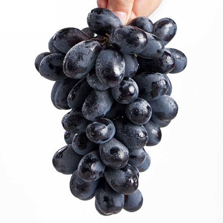 美国无籽黑提 进口水果 黑加仑 葡萄提子新鲜水果 18斤装
