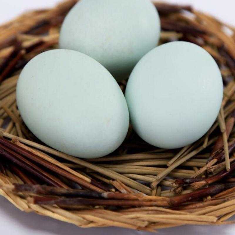 新鲜乌骨鸡蛋 散养 贝尔蛋月子蛋 笨鸡蛋草鸡蛋绿壳虫子蛋 30枚