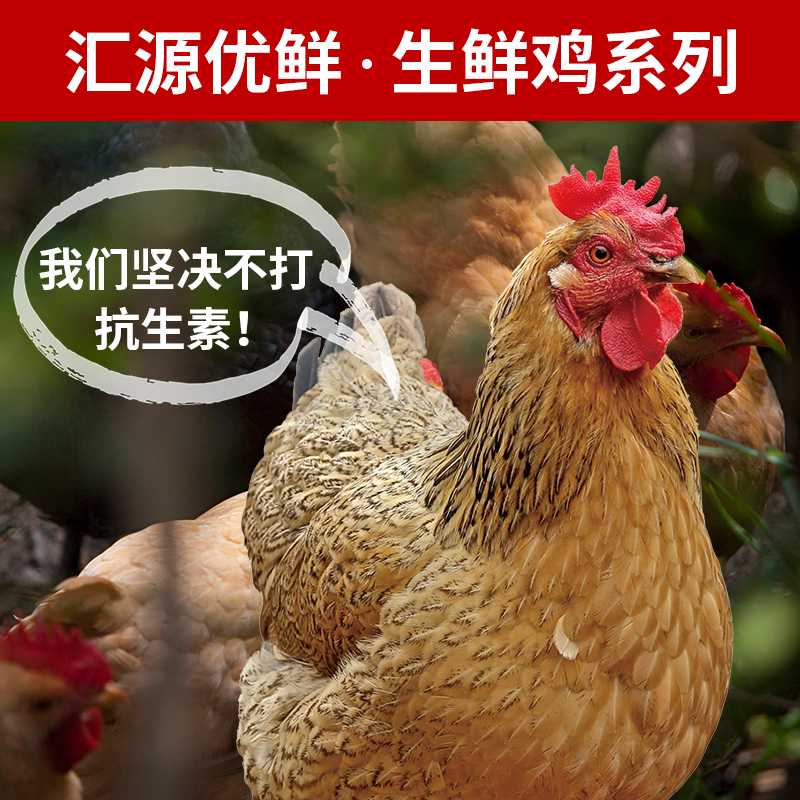 广西深山有机土鸡正野无重金属抗生素优质鸡新鲜鸡